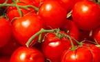 Production de 90.000 tonnes : La tomate a généré plus de 4 milliards de Fcfa