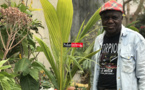 Abdou SECK, arboriculteur fruitier : " Partager mon Savoir avec les jeunes générations, c'est ma plus grande passion " Abdou SECK, arboriculteur fruitier : " Partager mon Savoir avec les jeunes générations, c'est ma plus grande passion "