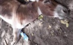 ÉPIDÉMIE DE GRIPPE ÉQUINE : 91 équidés tués à Koumpétoum