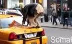 [ VIDEO ] INSOLITE: Il prie à l’heure… sur son taxi en plein New York!!