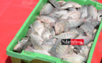Aquaculture : première récolte à la ferme de Ndiawdoune (vidéo)