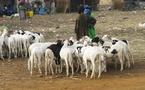 Tabaski au Sénégal: il y aura deux fêtes cette année
