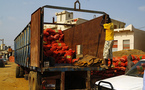 Filière tomate : Les industriels vont enlever 50 mille tonnes à la prochaine campagne