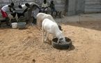 QUEL MOUTON DOIT-ON IMMOLER LE JOUR DE LA TABASKI ? Oustaz Assane Seck, islamologue, revient sur les critères