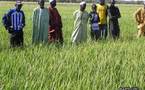 Des producteurs de riz de Dagana se mettent à de nouvelles techniques culturales