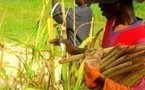 Un Conseiller de la Communauté rurale de Gandon s’insurge contre le Plan Takkal