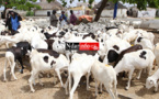 TABASKI 2019 : Saint-Louis se fixe un objectif de 250.000 moutons