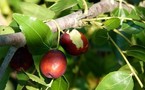 Recherche agricole : Du jujube aux dimensions de pomme grâce au greffage