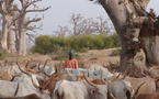 Risques d’affrontements entre éleveurs sénégalais et mauritaniens