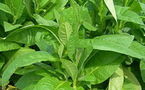 Santé : Les plantes au secours du tabagisme !