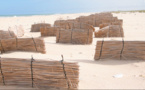 Protection de la Langue de Barbarie : un projet favorise le développement des dunes de sable sur l’AMP de Saint-Louis (vidéo)