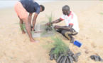 Reboisement : 3.500 plants de filaos mis en terre à l’Aire Marine Protégée de Saint-Louis (vidéo)