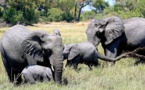 Plus de 50 éléphants victimes de la sécheresse en un mois au Zimbabwe