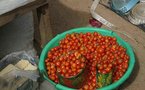 POUR BOOSTER LA PRODUCTION DE RIZ DANS LA VALLEE : Les professionnels copient sur la filière tomate