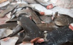 Réunion de la CICTA en Espagne : Les pays d’Afrique de l’ouest pour protéger le requin-taupe bleu, victime de la surpêche