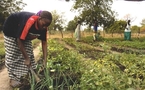 Le gouvernement annonce une subvention de 34,5 milliards FCFA pour la campagne agricole  2011-2012 :