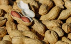 Commercialisation de l’arachide : La Sonacos octroie une prime au tonnage pour contrer la concurrence