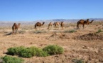 Australie : L’Etat va tuer 10.000 dromadaires à cause de la sécheresse Australie : L’Etat va tuer 10.000 dromadaires à cause de la sécheresse