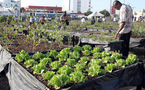 Saint-Louis- Horticolture: La CFAHS s’engage à produire 100.000 tonnes  en 2015