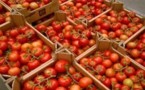 Pour 2011-2012, la filière tomate industrielle a produit un chiffre d'affaires de plus de 3 milliards. Pour 2011-2012, la filière tomate industrielle a produit un chiffre d'affaires de plus de 3 milliards.
