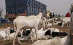 Sénégal - Hausse du prix de la viande : les effets de la crise malienne (audio)