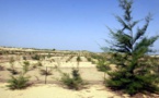 De Dakar à Saint-Louis, une forêt comme rempart contre les assauts de la mer