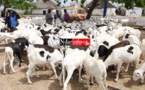 Saint-Louis : les besoins en moutons de Tabaski estimés à 180 000 têtes