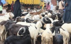 Mauritanie : les 450.000 moutons promis au Sénégal en route (vidéo)