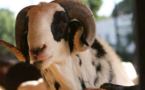 Saint-Louis: 8438 moutons recensés, le prix varie entre 35.000 et 90.000 FCFA.