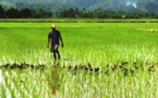 Vallée : la filière riz financée à hauteur de 4, 6 milliards par la LBA