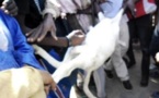 Saint-Louis:  Un mouton tombe en syncope, tiraillé entre un voleur et son propriétaire au foirail de Darou.