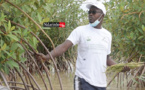 "La mangrove, l’espèce magique du développement économique des peuples côtiers"(vidéo)