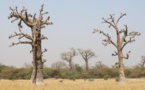 Saint-Louis : Les populations invitées à préserver le baobab