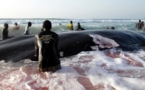Greenpeace invite l’Etat du Sénégal à faire la lumière sur la mort inexpliquée d’espèces marines dans ses eaux territoriales [PHOTOS[)