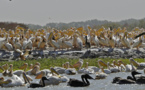 [VIDÉO] Voici le documentaire exclusif '' Djoudj, le paradis des oiseaux migrateurs''. Regardez.