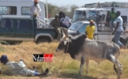 Visite du Premier minitre à Ndioum : Un taureau s’attaque violemment à son berger, en pleine cérémonie. Regardez.