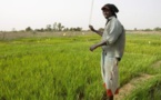 Au Sénégal, le long chemin vers l’autosuffisance en riz