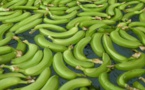 Sénégal : La filière banane perd plus de 334 millions FCFA