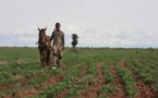 Impact Covid-19: " Les agriculteurs sont les moins touchés" ( rapport Ansd)