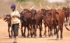 Le secteur de l’élevage ‘’négativement impacté’’ par le Covid-19