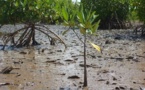 Saint-Louis-Environnement: Un film sensibilise sur la protection de la mangrove.[VIDÉO]