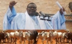 [Vidéo] Magal 2013: Les Thiantacounes débarquent à Touba avec des milliers de boeufs