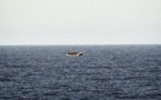 Mauritanie : " une cinquantaine de décès" dans le naufrage d’un bateau de migrants sénégalais