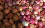 Conservation des produits agricoles : Bokhol va disposer d’un magasin de stokage d’oignon d’une capacité de 100 tonnes