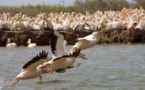 SÉNÉGAL : la FAO soutient la conservation des oiseaux dans le delta du fleuve Sénégal SÉNÉGAL : la FAO soutient la conservation des oiseaux dans le delta du fleuve Sénégal