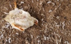 Premiers cas de grippe aviaire au Sénégal ... 58000 animaux morts à Thiès