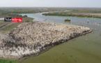 Devant la riziculture intensive et les végétaux envahissants, le parc National du Djoudj se bat pour sa survie (vidéo)