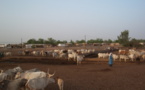 Ranérou : Épicentre de l'élevage sénégalais.