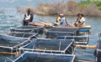 Atelier sur les techniques aquacoles à Richard-Toll : L'aquaculture, une réponse à la problématique de l'emploi