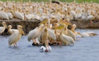Drame écologique : Perte de 750 pélicans au Djoudj Drame écologique : Perte de 750 pélicans au Djoudj